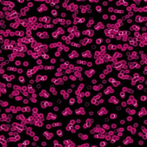 Bacteria Sottsass