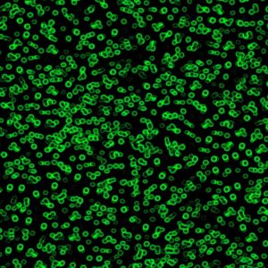 Bacteria Sottsass