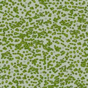 Bacteria Sottsass