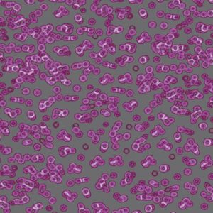 Bacteria Sottsass