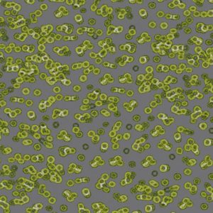Bacteria Sottsass